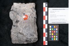 Foto (Objekt + Etikett) von Plantae indet.  (NHMW-GEO-2024-0188-11518)